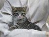 Глазастое чудо Мышка, милый домашний котенок в добрые руки
