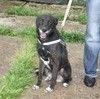 Жизнерадостный собака-улыбака Гек мечтает о родном доме и любимой семье!