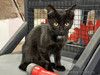 Черный котенок Марчелло ищет свой дом