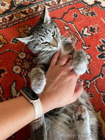 Ласковый котёнок Яшенька в добрые руки