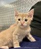 Котенку Левушке, который не хочет сходить с рук, нужен дом