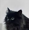 Роскошная пушистая черная кошечка Черника в дар