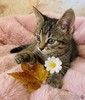 Ручные и ласковые полосатые котята в добрые руки