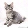 Пушистый котёнок Вертолётик в добрые руки