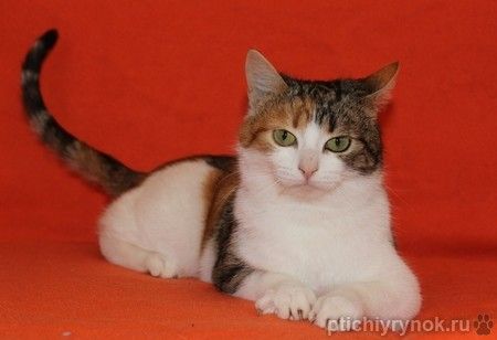 Милая трехцветная кошка Мила в добрые руки