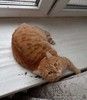 Рыжая красавица Нюша в добрые руки!