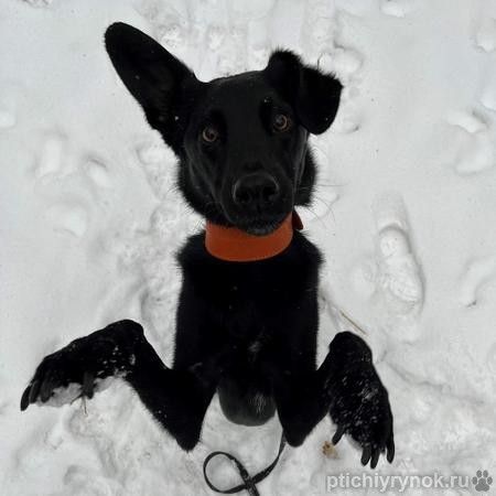 Красивый черный пес со смешными ушами по имени Морис ищет дом.