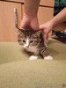 Котенок Мася в добрые руки!
