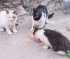 Вася, Мусенька и Мурзичек ждут своих хозяев.