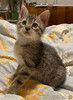 Ищет дом ласковый котенок Кай