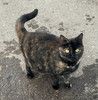 Ласковейшая кошечка Буся живёт на улице. Приучена к лотку