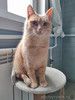 Ищет дом кот Персик — ласковый, спокойный, домашний
