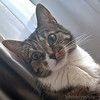 Соня. Кошка, которую предали дважды