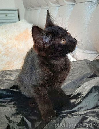 Очаровательный чёрненький котёнок Уголёк ищет дом