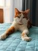 Саня котик 1,5 года ищет дом!