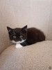 Ищет дом котенок Кузя.