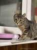 Молодой полосатый котенок Тигра ищет дом