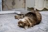 Воспитанный и нежный котик Дон Пирожон в дар