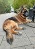 Ищет дом кобель немецкой овчарки по кличке Оскар