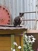 Молодая кошечка Люся ищет дом!