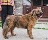 Ласкуша Тигруля в поисках дома и хозяина.