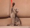 Эта крошечная кошечка с большими любопытными глазами и мягкой шерсткой ищет свою любящую семью.