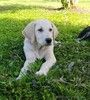 Ищут дом и верного друга: Берта и Бруно! 