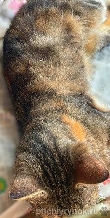 Метис бенгальской породы котенок Наяда
