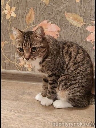 Кошка Сима с зелёными глазами в добрые руки. 