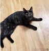 Кошка для обнимашек в добрые руки