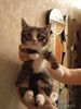 Котенок Кася ищет дом!