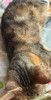 Метис бенгальской породы котенок Наяда