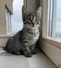 Ника и Сима ищут дом и самых лучших хозяев