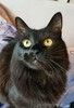 Роскошный метис мейн-куна — крупный черный кот Нельсон в дар