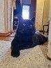 Самый добрый на свете котик Сириус ищет дом и доброе сердце!