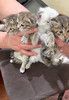 Их должно было смыть ливнем, но мама-кошка решила иначе