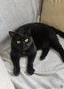 Одинокий кототерапевт желает познакомиться.