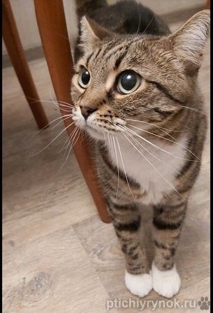 Кошка Сима с зелёными глазами в добрые руки. 