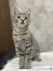 Микки-котенок мечты для вашей семьи!