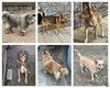 Собакам умершего хозяина срочно нужен дом