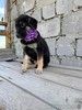 Щенок в заботливые руки