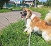 Очаровательный, интеллигентный мальчишка Бор в поисках дома!