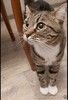 Кошка Сима с зелёными глазами в добрые руки. 