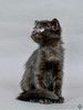 Чёрный котёнок Марио - метис вислоушки в дар