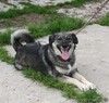 ШАНС на дом и семью для Златы