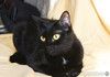 Ласковая чёрная кошка Веточка в дар