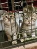Их должно было смыть ливнем, но мама-кошка решила иначе