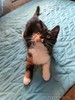 Маленькая трёхцветная принцесса — котёнок Кира