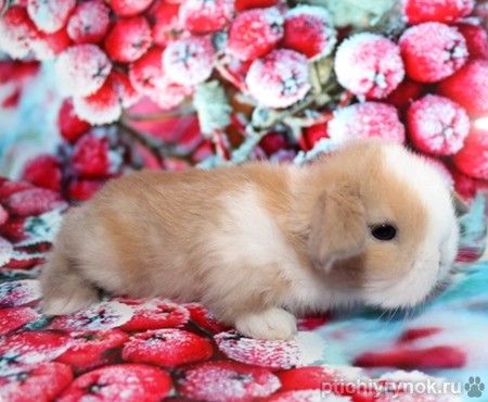 Продажа вислоухих мини-крольчат на новый год