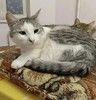 Кошка Пушинка ищет дом.